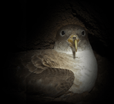 Fuerteventura - Monta�a de Tindaya