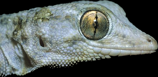 Perenquen