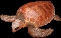 Tortuga boba